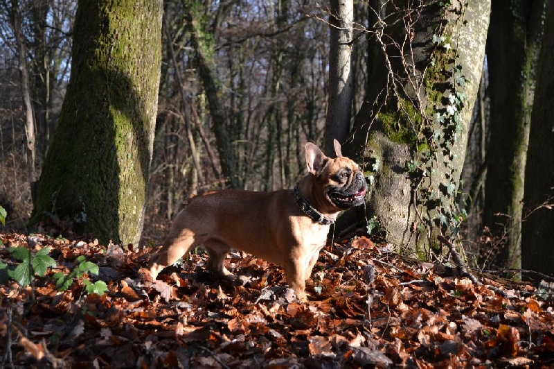 De L'Esprit D'Okami Hendroo